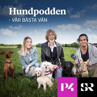 hundpodden-var-basta-van